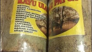 Kayu ular - kayu ular obat segala macam penyakit - kayu ular Papua - kayu ajaib - kayu kesehatan