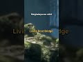 Ye bridge khud ugta hai 😳 | Meghalaya ka Living Root Bridge #facts #shorts