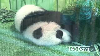 [Giant Panda Lele 叻叻] Visiting Baby LeLe at River Wonders (First Week) 220104