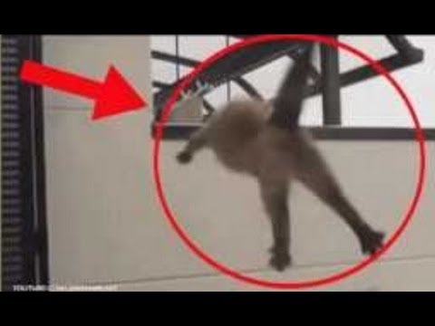 Funniest TOP 5 Cats Suicide / Cats Jump Fail Kitty Funny