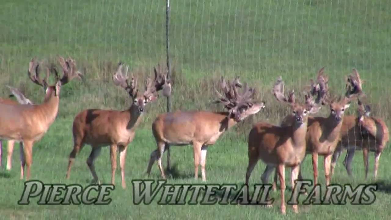 Pierce Whitetails Farms Trophy Bucks - 2009 Part 1 - YouTube - 1280 x 720 jpeg 81kB