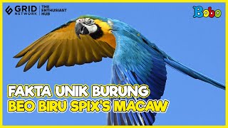 Fakta Unik Beo Spixs Macaw Biru 🦜 Burung Setia yang Sayang Anak