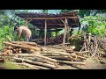Satisfying Stacking: Organizing Winter Wood Supplies #RuralAgriculture #TraditionalFarming