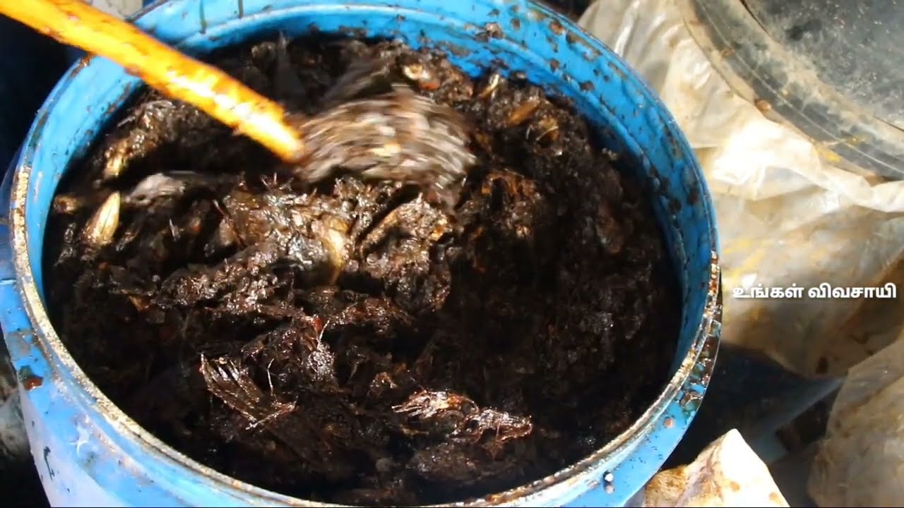 மீன் அமிலம் தயாரிக்கும் முறை | இயற்கை உரம் & பூச்சி விரட்டி | Meen Amilam Thayarikkum Muraikal?
