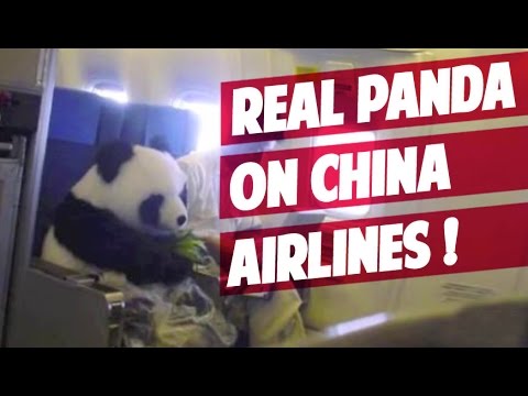 ONLY in CHINA: Panda takes China Airlines flight as passenger (HD ...