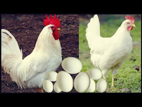 Vídeo: Leghorn: Uma Raça De Galinhas Com Alta Produção De Ovos