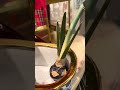 Raz 19" Real Touch White or Red Amaryllis Bulb Christmas Tree Decoration