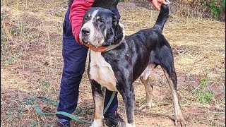 «Азулы төбет» питомнигі, 🇰🇿, Жамбыл облысы,  Құлан ауылы |Central Asian shepherd «Azuly TOBET»