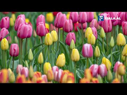 Video: A është kuptimi i tulipanëve rozë?