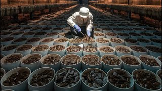 Inside China's Leech Farming: Billions Cultivated & Consumed'