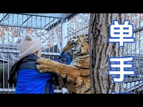 单手提猛虎 #娜娜姐 #单手提老虎 #东北虎饲养员 #濮阳娜娜姐 #狼