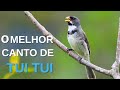 O MELHOR CANTO DE TUI TUI ZEL ZEL POR 10 HORAS