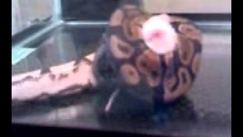 Ball python kills mouse