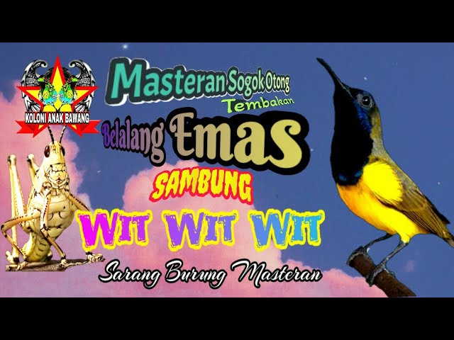 Masteran Sogon Bahan Tembakan Belalang Emas Sambung Wit Wit Kualitas HD class=