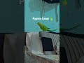 #facts #birds #1000subscriber