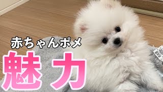 【絶対飼いたくなる】子犬（赤ちゃん）ポメラニアンの魅力11選！
