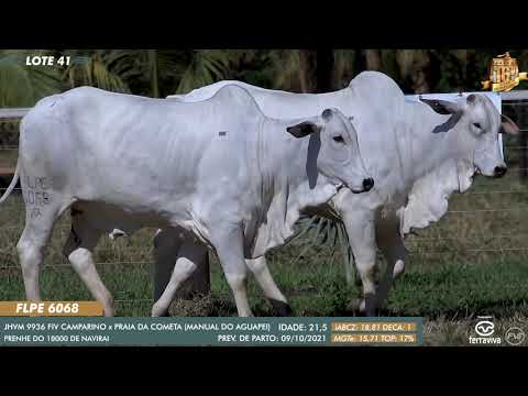 Nelore Cometa | 16º Leilão | Lote 41