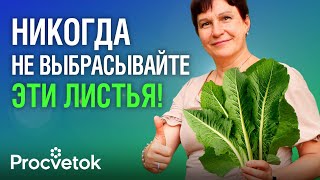 видео: 90% ЛЮДЕЙ И НЕ ДОГАДЫВАЮТСЯ О ЦЕЛЕБНОЙ СИЛЕ ХРЕНА! От гайморита и болей в суставах, для мужской силы картинка: 90% ЛЮДЕЙ И НЕ ДОГАДЫВАЮТСЯ О ЦЕЛЕБНОЙ СИЛЕ ХРЕНА! От гайморита и болей в суставах, для мужской силы