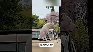Dogo Argentino Dad Stops His Puppy Just in Time! ❤️ 🐶