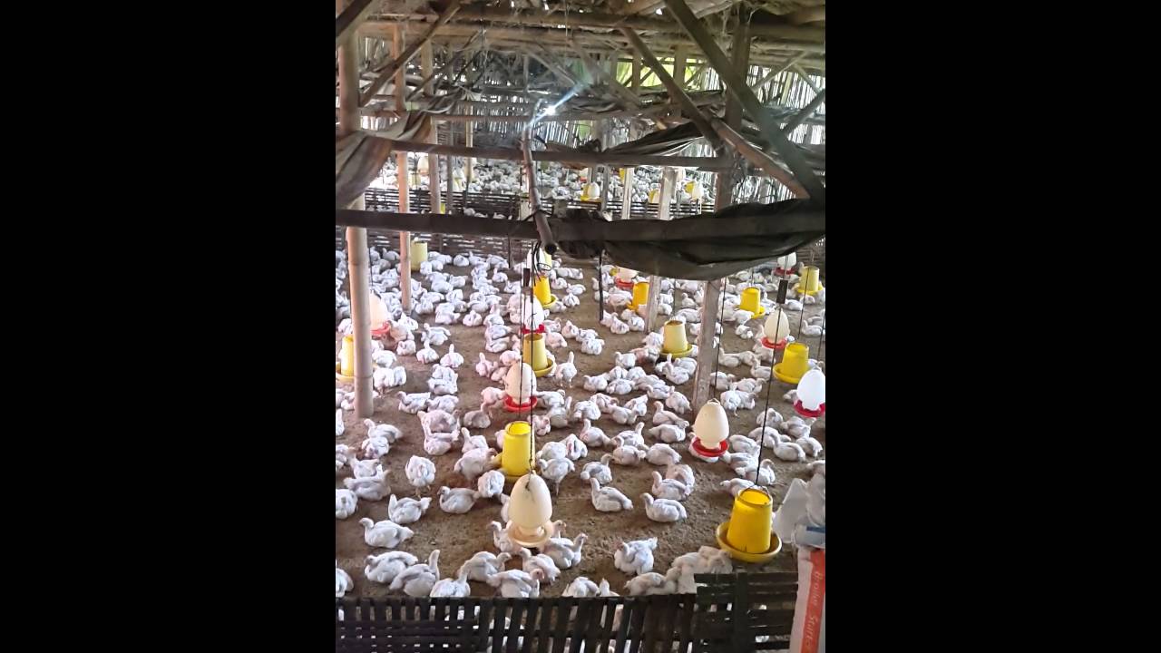 ayam negri 