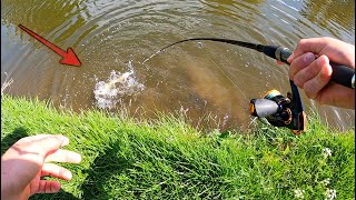 Pike Fishing + ANIMAL ATTACK (Lure fishing the Lancaster Canal)