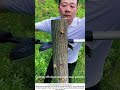 Pruning Fruit Trees with Secateurs – Shaping Branches for Better Harvest 🍎✂️
