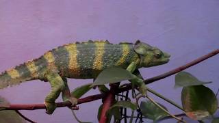 Toronto zoo tour 2019 - lots of high quality animal footage