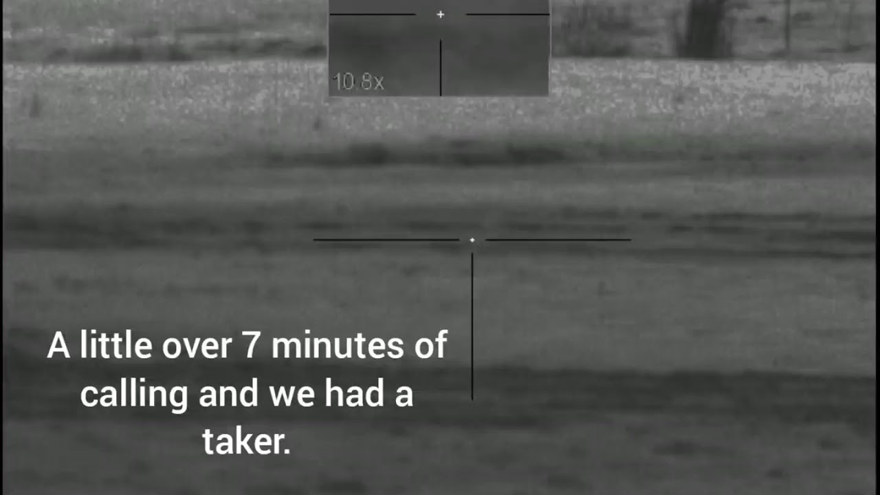 Single lucky duck coyote YouTube