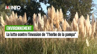 La Lutte Contre Linvasion De Lherbe De La Pampa