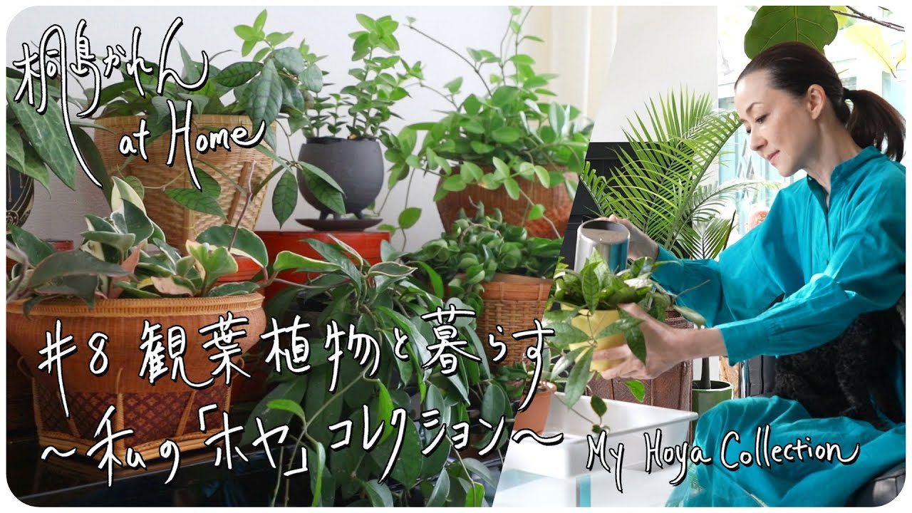 8 観葉植物と暮らす 私の ホヤ コレクション My Hoya Collection Youtube