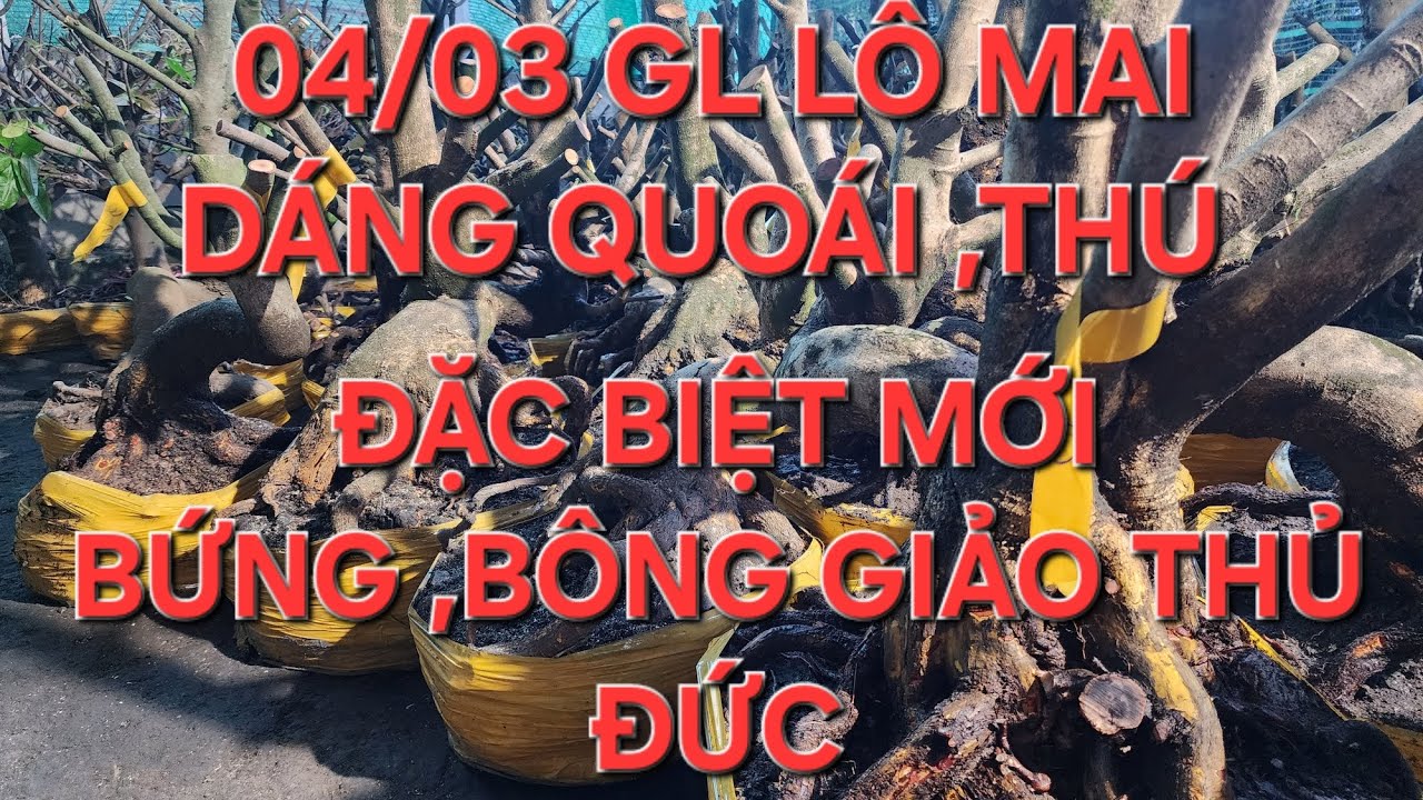 04/03 MINH NHÍ ☎️0976567966 VỪA VỀ LÔ MAI GIẢO HẠT THỦ ĐỨC GIÁ HỌP LÝ ❤️❤️❤️