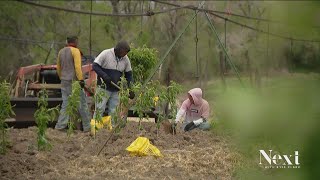 The people behind the peaches: Farm workers make sacrifices for loved ones at home