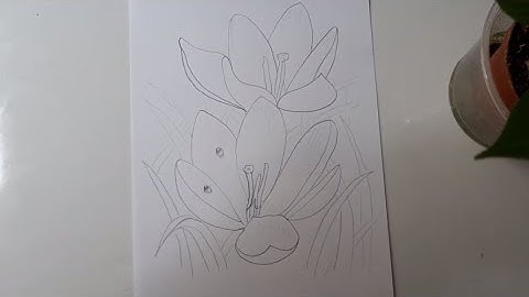 How to draw a Crocus flower