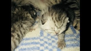 Котятки. Как кошка ухаживает за котятами! Котятки. Как кошка ухаживает за котятами!