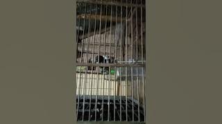 tepus leher putih ribut