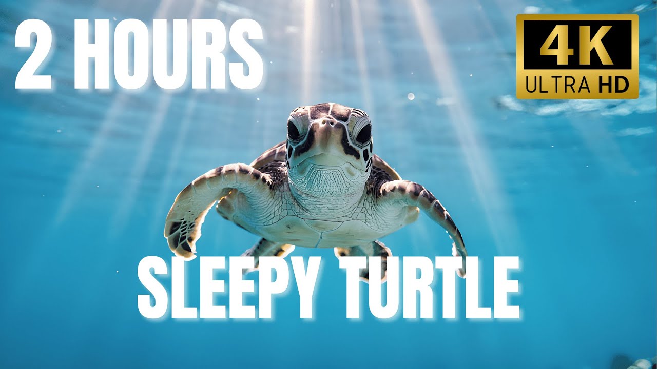 2 Hours Sleepy Sea Turtle 🐢 Cute Animal Lullaby 4K ♫ Ocean Waves for Deep Sleep