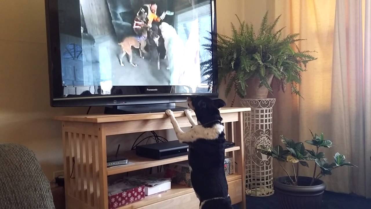 camera iphone 8 plus apk Watching home movies with Archie