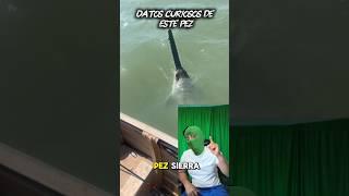 Sabía Esto Del Pez Sierra