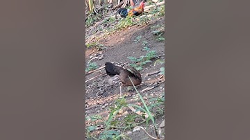 gà rừng mã vàng cực đẹp. qaib qus daj zoo nkauj tiag tiag