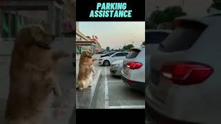 Funny Stuff - Wtf Fail Moments - Parking Dog Assistance 