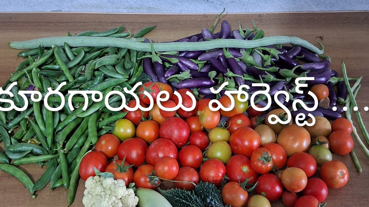 మిద్దె మీద చాలా రకాల కూరగాయలు హార్వెస్ట్ ....