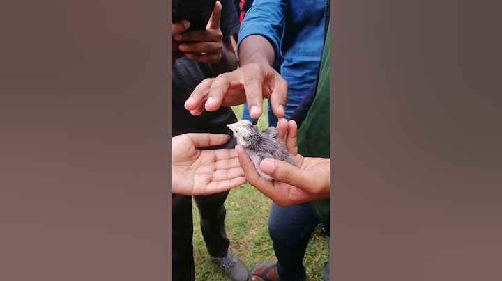 අලුත ඉපදුනු කුකුල් බබා  (one day old chick ) #chicken #poultry #farm