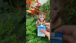 Monyet Tak Puasa🐒#viral #funny #shorts