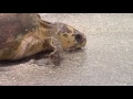 Loggerhead Release