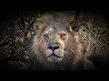 Löwen, Könige Afrikas!  Doku in englischer Sprache 4K