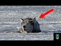 The wolf stuck in the ice but what he did made the hunter cry