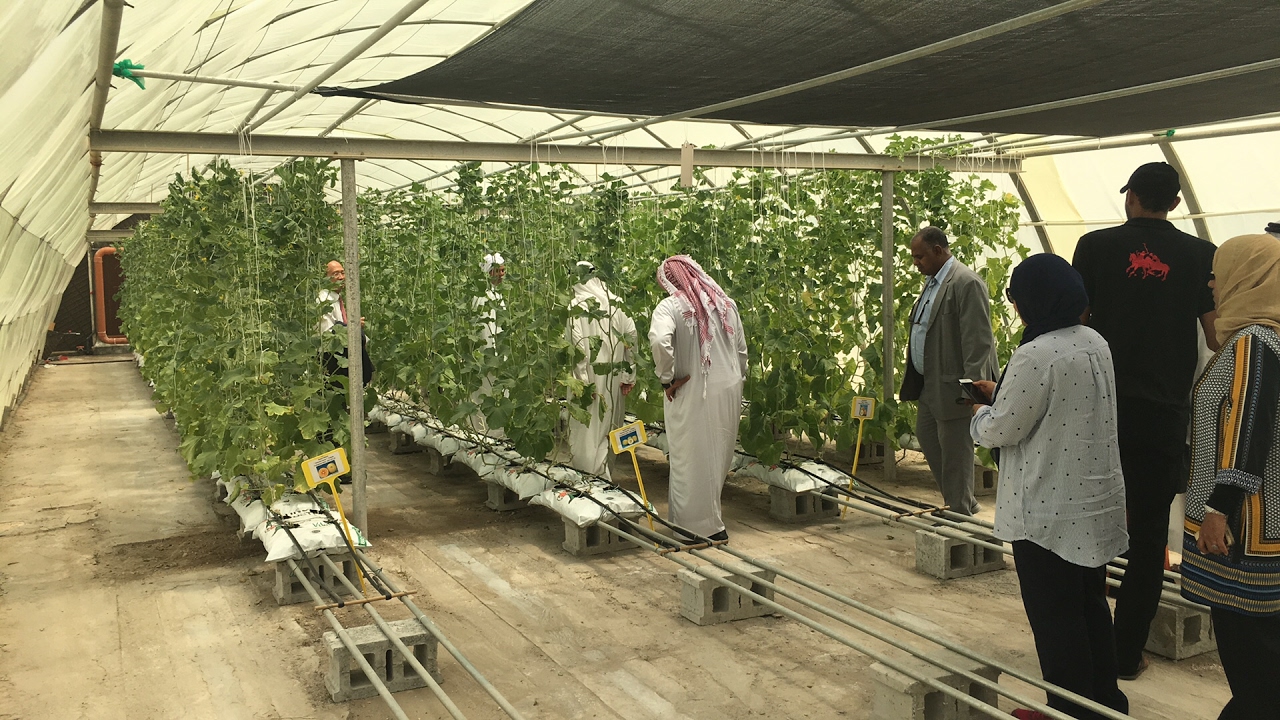 محمية زراعة الشمام بنظام الزراعة المائية ، نظام الاكياس