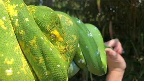 Aru and Biak type Green Tree Pythons (Morelia Viridis)