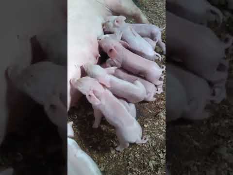 Animais do mundo
