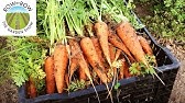 Grow Carrots. How to sow and grow carrots in a bucket. Grow Vegetables